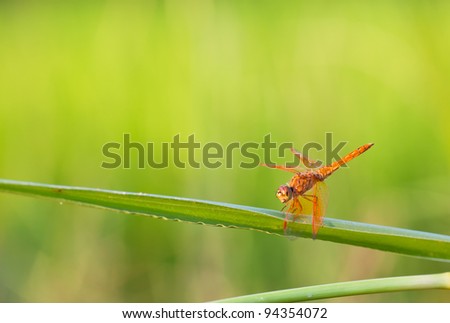 dragonfly on grass