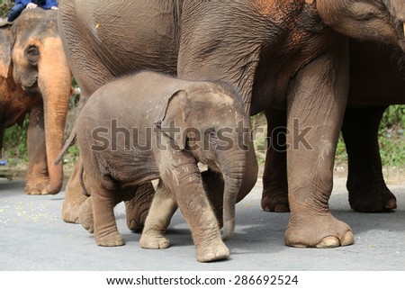 Baby elephant with elephant mother on the road.