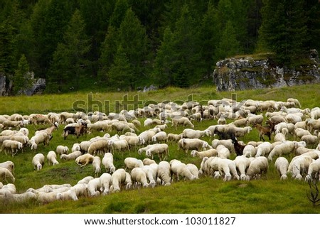 Alpine Field