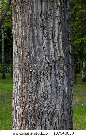 Thick tree trunk closeup