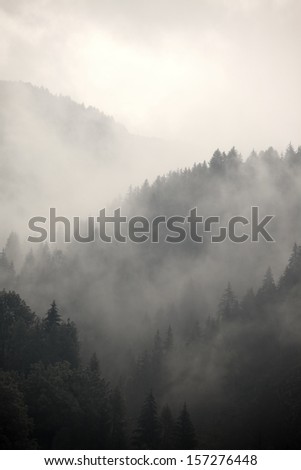 Fog Covering The Mountain Forests