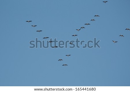 Flock of geese flying in formation