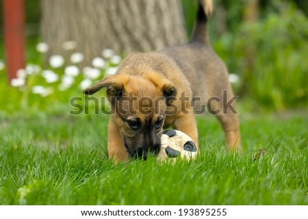 Puppy playing