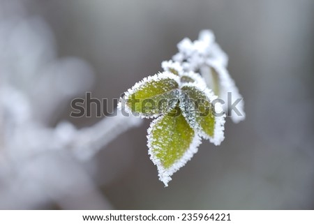 Frozen leaves of a plant in winter