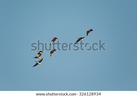 Flock of geese flying in formation