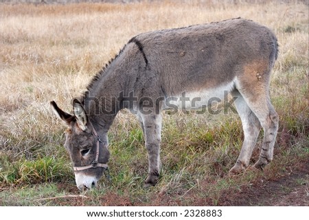 Gray Donkey