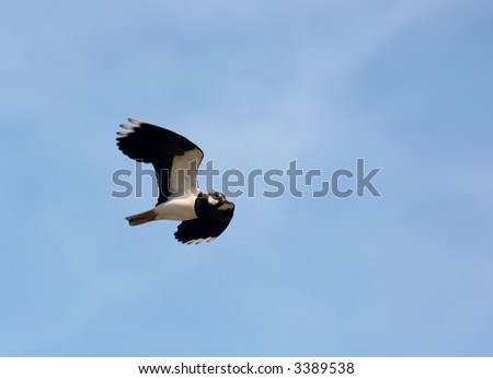 Small bird flying against clear blue sky