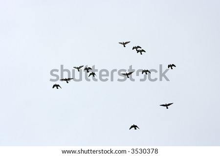 A group of birds flying in the sky