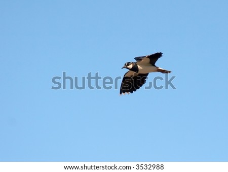 Small black and white bird flying against blue sky