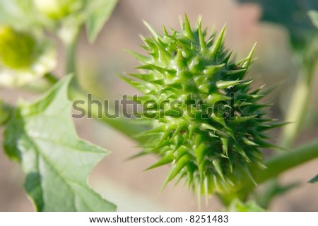 Closeup of a green plant with spiky flower