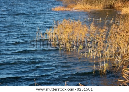 Deep blue waving water and golden plants in the wind
