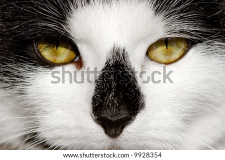 Face of a black and white cat
