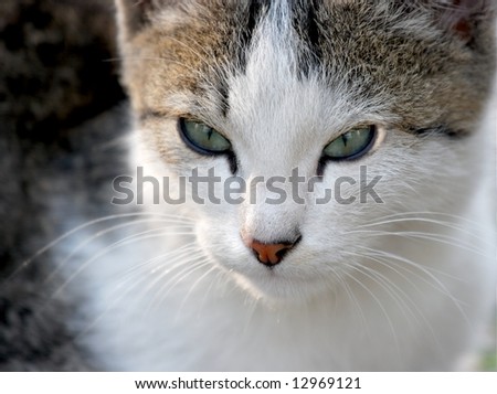 Portrait of a cat with white, black and brown hair