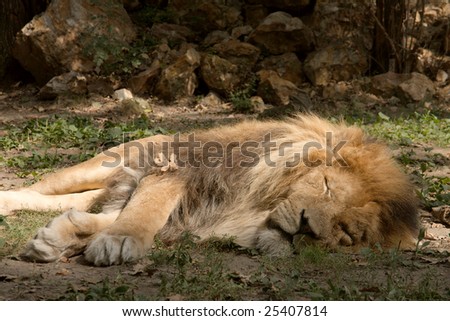 African lion sleeping on the ground