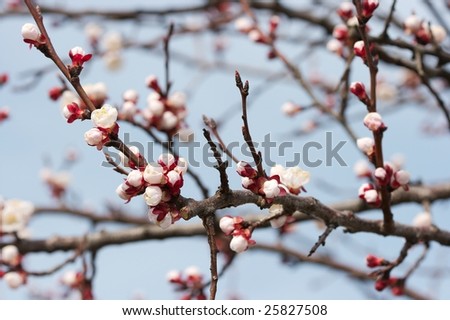 Fresh buds on tree branches in springtime