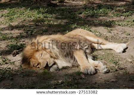 Lion sleeping on the ground