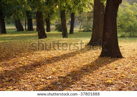 Tree in a park in autumn, leaves starting to fall