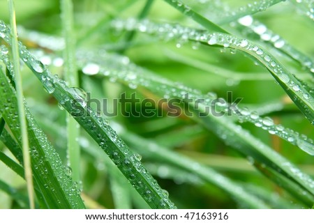 Grass closeup with raindrops