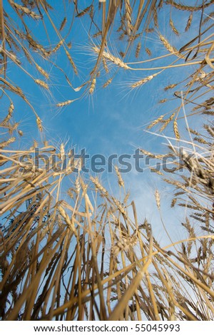 Wheat viewed from under, blue sky
