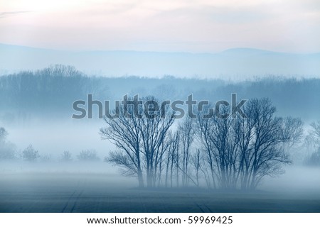 Evening mist on a field with leafless trees