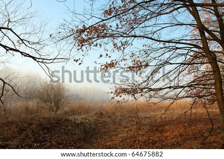 Bare forest in late autumn