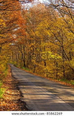 Narrow road in the autumn forest