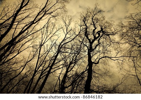 Leafless trees with creepy branches, spooky winter forest