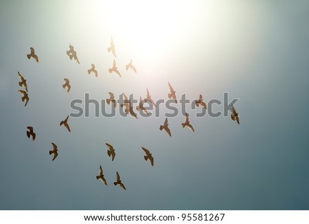 Birds flying against direct sunlight