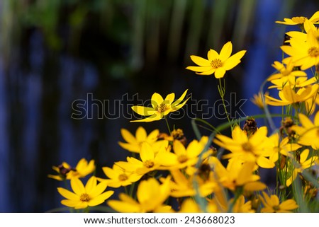 Beautiful yellow flowers on dark background, toned