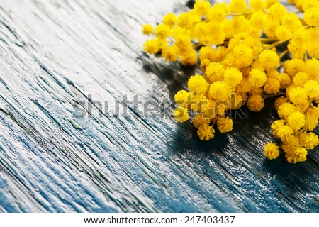 Brunches of mimosa (silver wattle) on wooden background