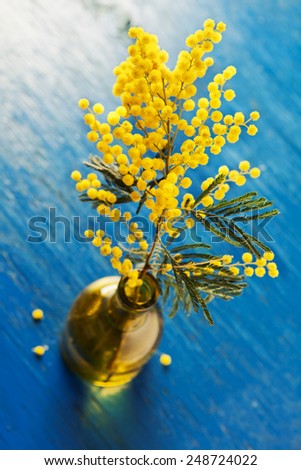 Bouquet of mimosa (silver wattle) in vase on wooden background