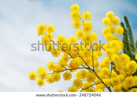 Brunches of mimosa (silver wattle) on wooden background