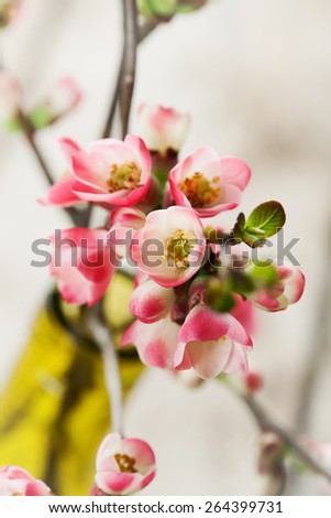 Spring flowers: branches of japanese quince in vase