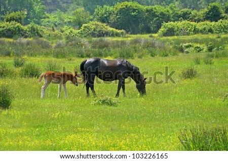 black female horse with colt pasturing in flowery meadow