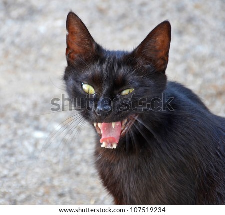 angry black cat