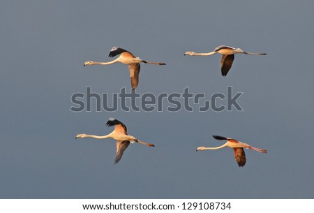flamingos flight