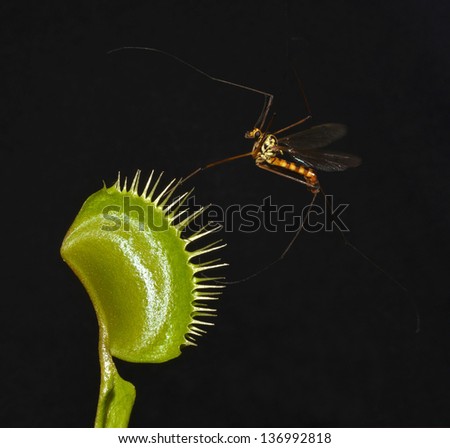 giant mosquito entrap in leaf of venus fly trap