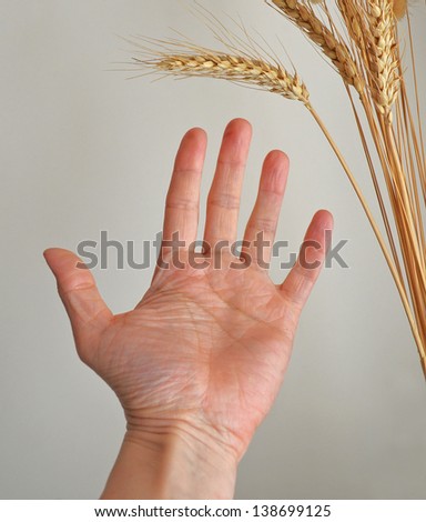 outstretched hand towards ear of corn