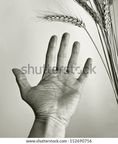 hand outstretched towards ear of corn