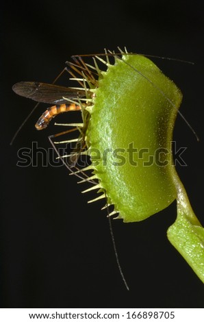 venus fly trap with crane fly in jaws