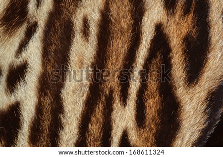 tiger skin background