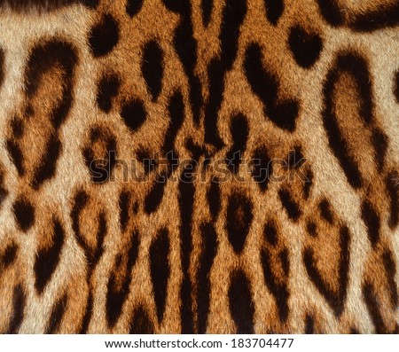 lynx fur closeup lynx fur closeup