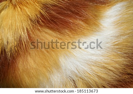 cat fur texture