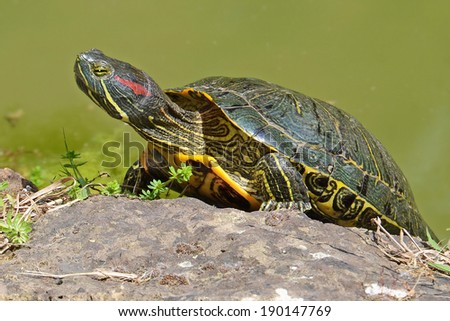 portrait of water turtle