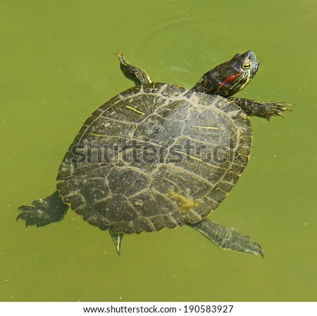 water turtle swimming