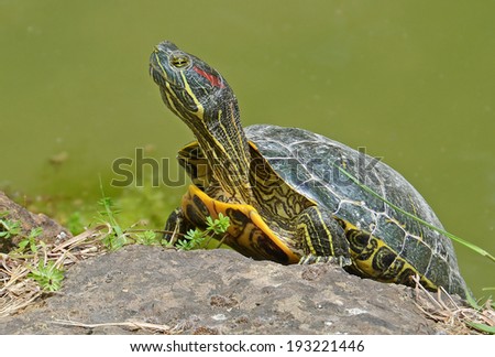 portrait of exotic water turtle