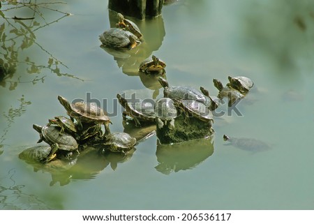 water turtles in the marsh