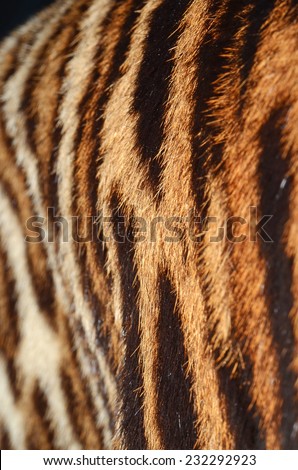 bengal tiger skin