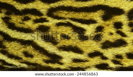 fur of exotic feline
