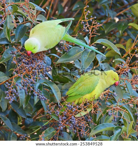 couple of parrots in the forest